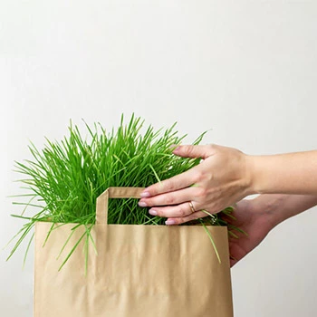 Unser ständig wachsendes Grassamenangebot
