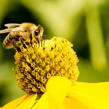 Hilf den Bestäubern! – Säe Wildblumen in deinem Garten!