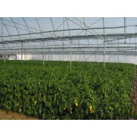 Folie TVK 12x60m 0,15 UV 1 Jahr S1N