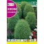 Sommerzypresse (Kochia tricophylla) Rocalba 8 g