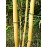 Bambuspfahl 105 cm 8-10 mm