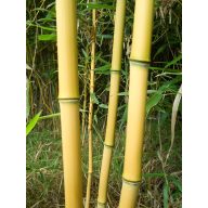 Bambuspfahl 150 cm 14-16 mm