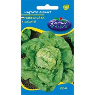 Kopfsalat Folding Gigant 2g