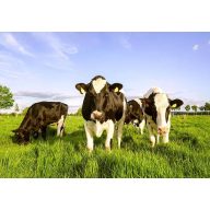 Grassamen Weide Fauna Mischung 25kg