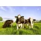 Grassamen Weide Fauna Mischung 25kg