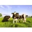 Grassamen Weide Fauna Mischung 25kg