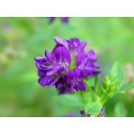 Lucerna Giulia 25 kg