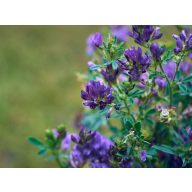 Lucerna Szarvasi AS3 5 kg