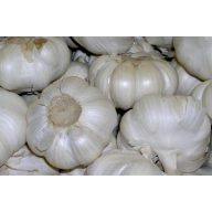 Dughagyma-Knoblauch 5 kg