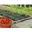 Bodendecker für Erdbeeren "Fresafilm" 1,4x10 m
