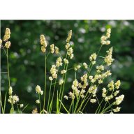 Geknotetes ebir 15kg