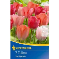 Virághagyma Tulipán Darwin-hybrid VAN EIJK 5 db Kiepenkerl