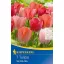 Virághagyma Tulipán Darwin-hybrid VAN EIJK 5 db Kiepenkerl