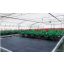 Agro-Gewebe schwarz 100g/m2 1,6x10m