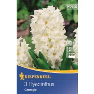Blumenzwiebeln Jasmin Carnegie Kiepenkerl 3 Stück