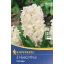 Blumenzwiebeln Jasmin Carnegie Kiepenkerl 3 Stück