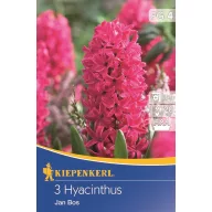 Hyazinthenzwiebel, Freiland Kiepenkerl Jan Bos 3 Stück
