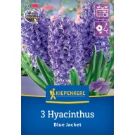 Hyazinthenzwiebeln, Outdoor Kiepenkerl Blaue Jacke 3 Stück