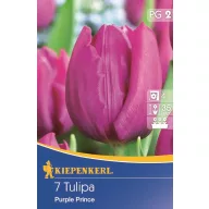 Tulpenzwiebeln früh, Kiepenkerl Purple Prince 7 Stück