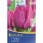 Tulpenzwiebeln früh, Kiepenkerl Purple Prince 7 Stück
