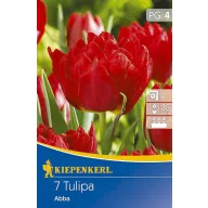 Tulpenzwiebeln, Kiepenkerl Abba 7 Stück
