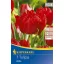 Tulpenzwiebeln, Kiepenkerl Abba 7 Stück