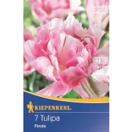 Tulpenzwiebeln, Kiepenkerl Finola 7 Stück