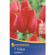 Tulpenzwiebel Darwin-Hybrid, Kiepenkerl Apeldoorn 7 Stück