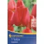 Tulpenzwiebel Darwin-Hybrid, Kiepenkerl Apeldoorn 7 Stück