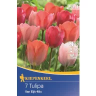   Tulpenzwiebel Darwin-Hybride, Kiepenkerl Van Eijk Mix 7 Stück