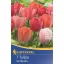 Tulpenzwiebel Darwin-Hybride, Kiepenkerl Van Eijk Mix 7 Stück