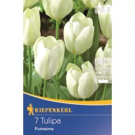 Tulpenzwiebel Fosteriana, Kiepenkerl Weißer Kaiser 7 Stück