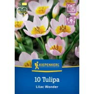 Tulpenzwiebeln wild, Kiepenkerl Lilac Wonder 10 Stück
