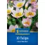Tulpenzwiebeln wild, Kiepenkerl Lilac Wonder 10 Stück
