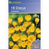 Kokosnusszwiebeln botanisch, Kiepenkerl Goldilocks 12 Stück