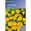 Kokosnusszwiebeln botanisch, Kiepenkerl Goldilocks 12 Stück