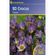 Krokuszwiebeln botanisch, Kiepenkerl Tricolor 20 Stück