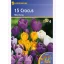 Kokosnusszwiebel große Blüte, Kiepenkerl Mix 15 Stück