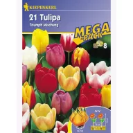 Tulpenzwiebel Megapack, Kiepenkerl Triumf-Mix 21 Stück