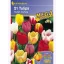 Tulpenzwiebel Megapack, Kiepenkerl Triumf-Mix 21 Stück
