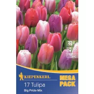 Tulpenzwiebel Megapack, Kiepenkerl Big Pride-Mix 17 Stück