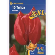 Tulpenzwiebeln XXL, Kiepenkerl Triumf Deshima 10 Stück