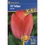 Tulpenzwiebeln XXL, Kiepenkerl Van Eijk 12 Stück