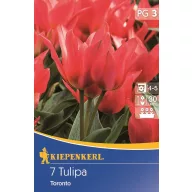 Tulpenzwiebeln Greigii, Kiepenkerl Toronto 7 Stück