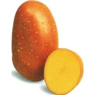 Kartoffelsamen Knolle "Laura" 50 Stück