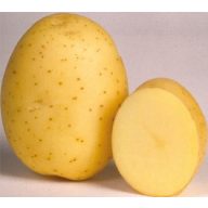 Kartoffelsamen Knolle "Marabel" 50 Stück