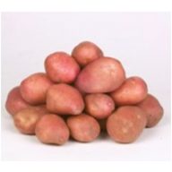 Kartoffelsamen Knolle "Desirée" 50 Stück