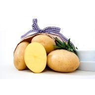 Kartoffelsamen Knolle "Elfe" 50 Stück