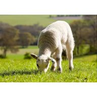 Grassamen Weide Savannenmischung 25 kg