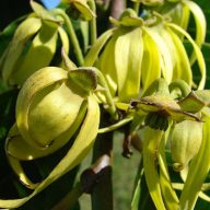 Ylang-Ylang (Cananga odorata) 5 Samen